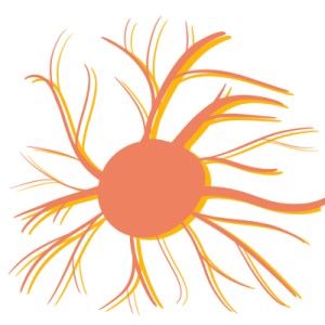 inTRO to ipRGCs ( Intrinsically Photosensitive Retinal Ganglion Cells)
